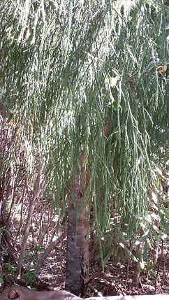 Throat Chakra essence: Rimu in Rimu Circle