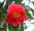 Camellia Crimson Robe, animal's perspective on life New Millennium flower essence