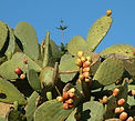 Cactus, energy rebalancing New Millennium flower essence