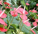 Red anthurium, body symptoms release New Millennium flower essence