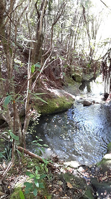 Heart Chakra essence: Tawhai at Goddess Pool