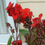 Thumbnail: Meme Creation: Red Canna Lily