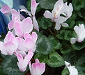 Pink cyclamen, total energy rejuvenation New Millennium flower essence