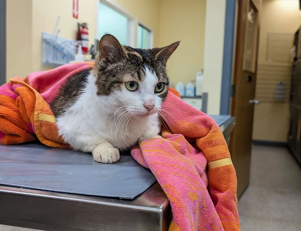 Rosie | Receiving Care