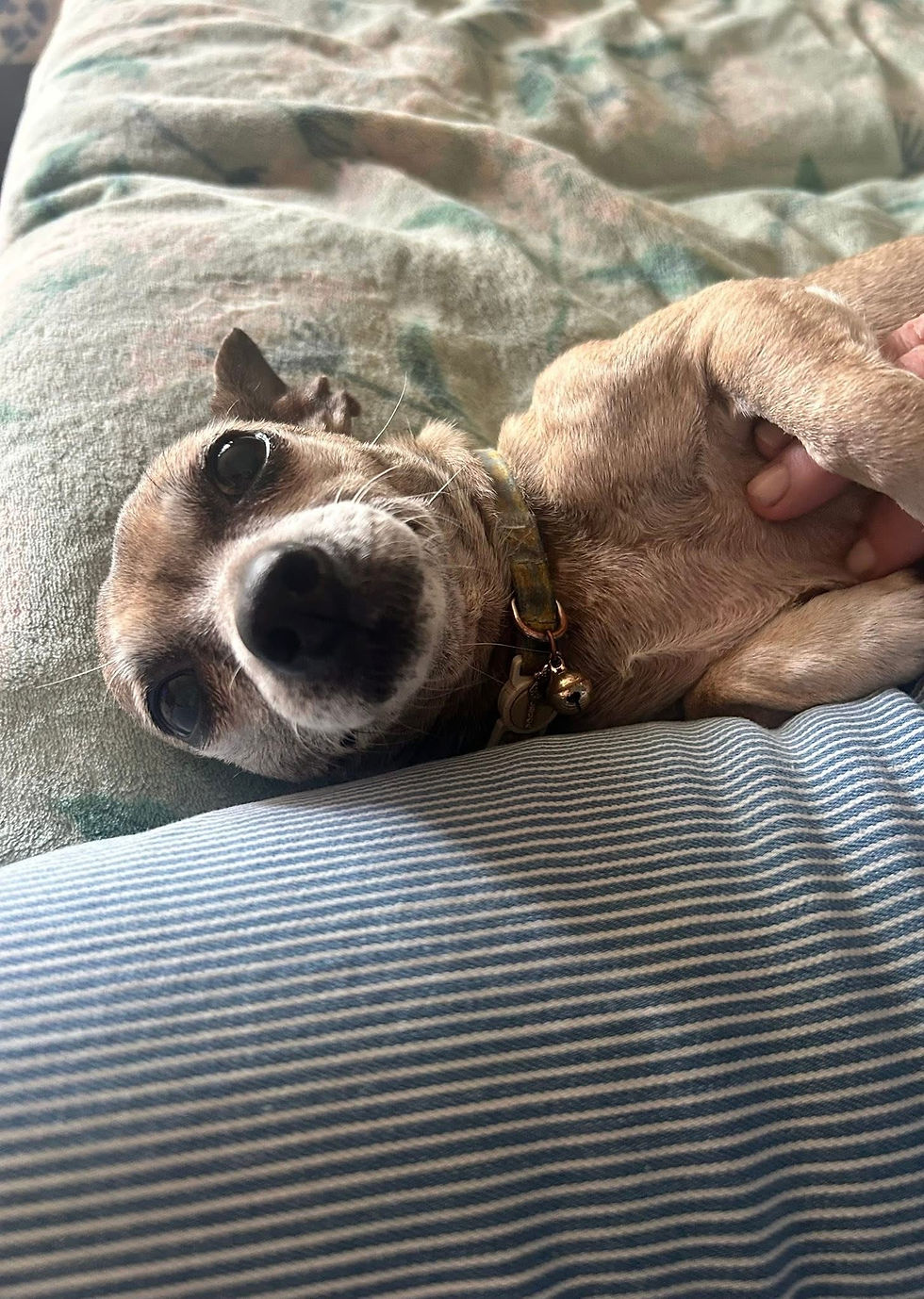 Chichi | Receiving Care