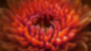 dahlia-g03c1f61c0_640.jpg