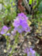 In awe, I watch my yard repaint itself