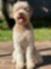 Australian labradoodle breeder located in Perth, Western Australia.