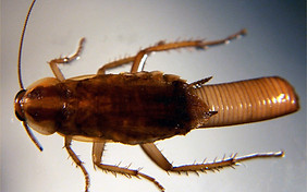 Cockroach