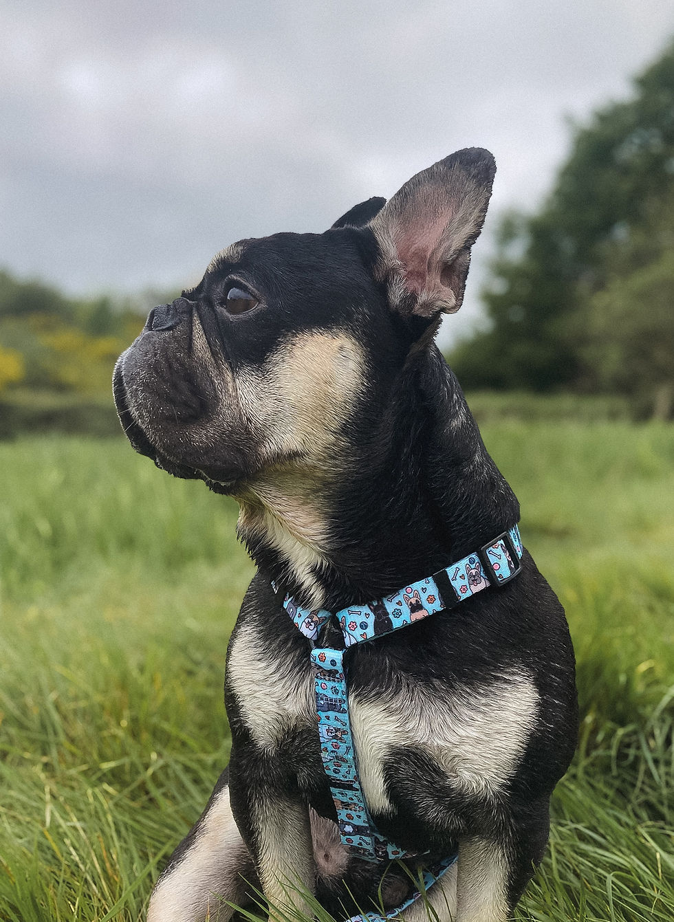 Thumbnail: All About Frenchies Harness