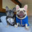 Thumbnail: Feliz Navidog Harness