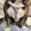 Thumbnail: All About Dogs Harness