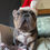 Thumbnail: Feliz Navidog Harness