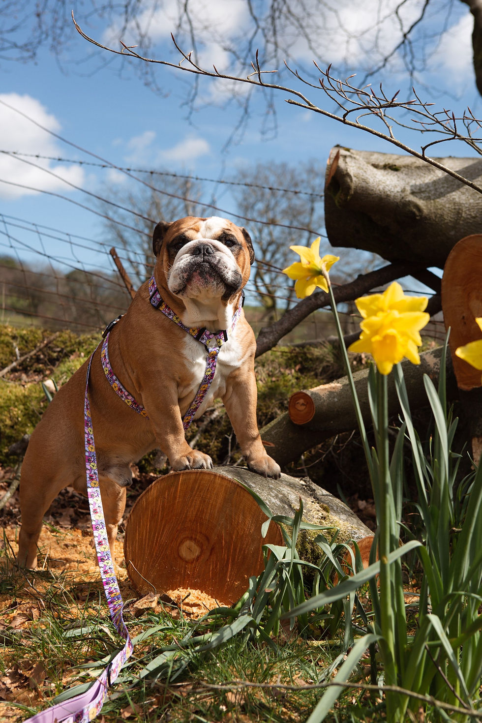 Thumbnail: Blooming Lovely Lead