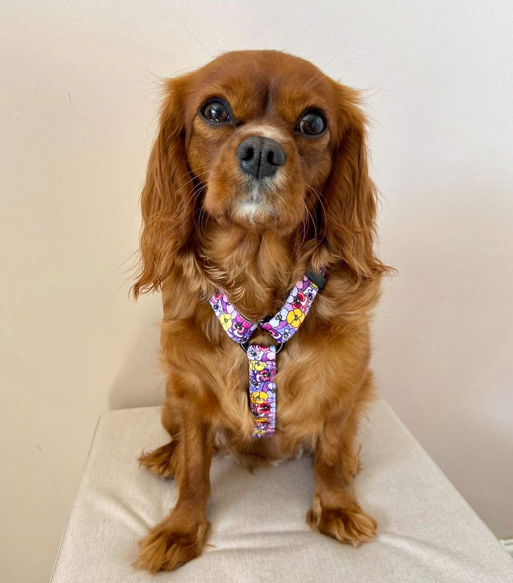 Thumbnail: Blooming Lovely Harness