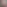 laroseesauvage_confetti-floral_prunus.png