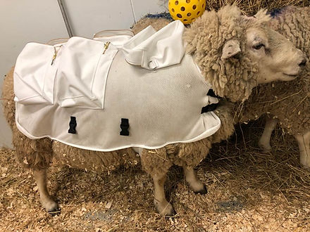 Sheep Jacket for Research Applications | Ludomed