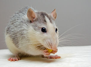 Rat gnawing a wood stick