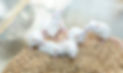 Small experimental mice in cage