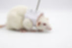 Thumbnail: rat wearing a jacket for tethered infusion