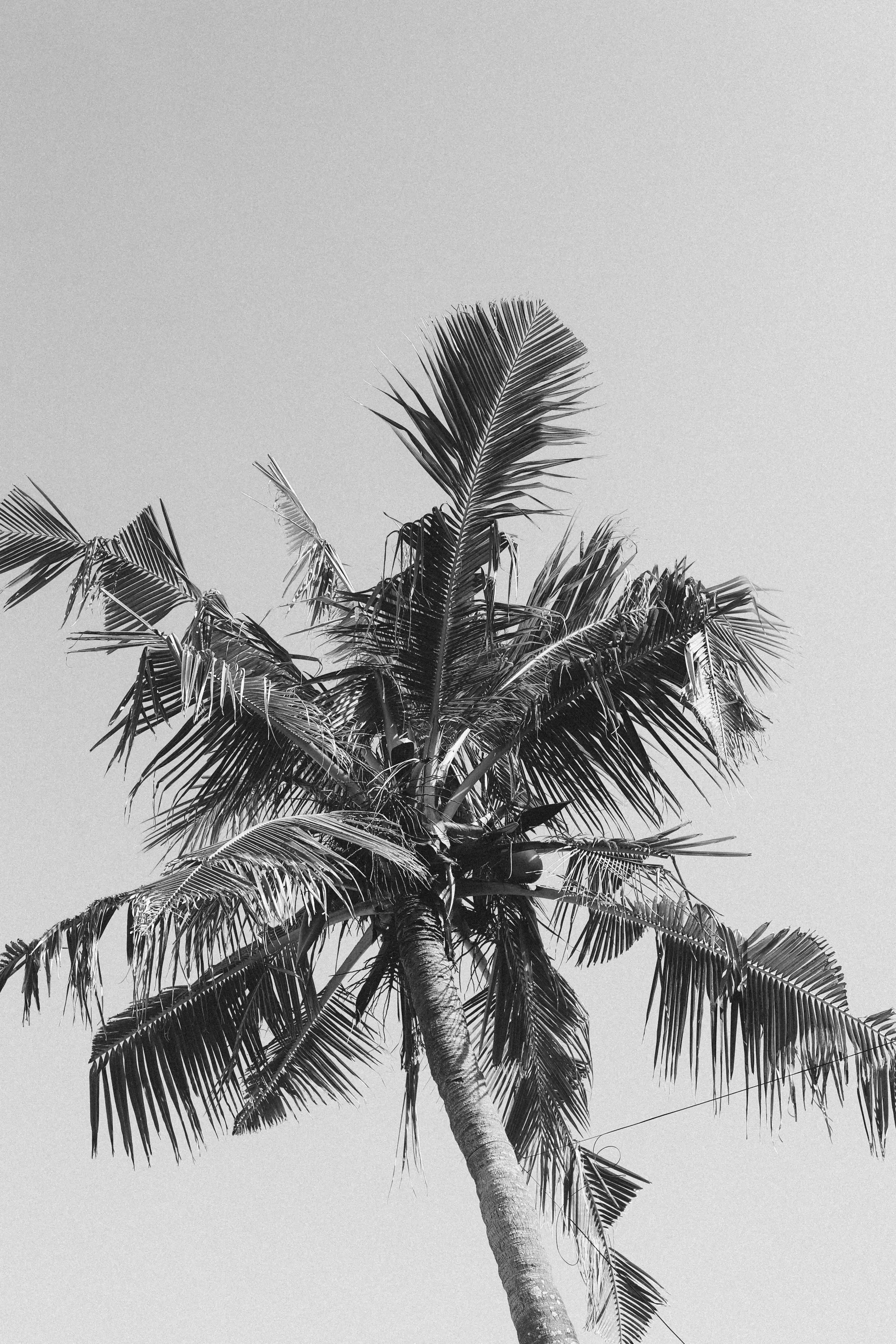 palmy-surfing-bali-wyjazdy-ocean-karma.webp