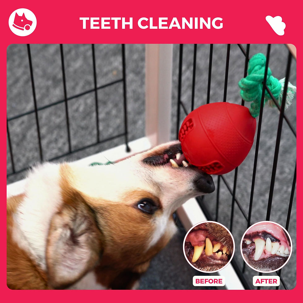 Thumbnail: Fossa Interactive Dog Toys, Crate Training Aids for Puppies, Puzzle Treat Dis...