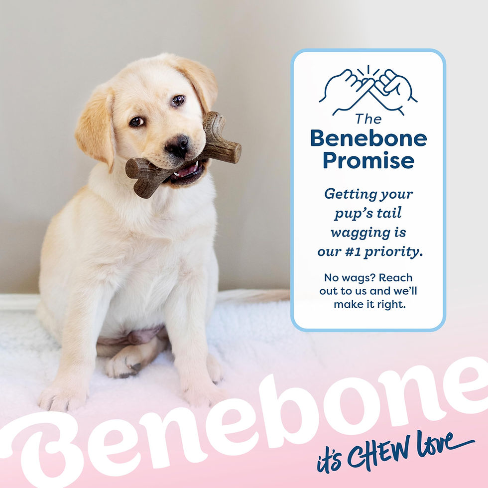 Thumbnail: Benebone Puppy 4-Pack Dog Chew Toys, Made in USA, 30lbs and Under, for Modest...
