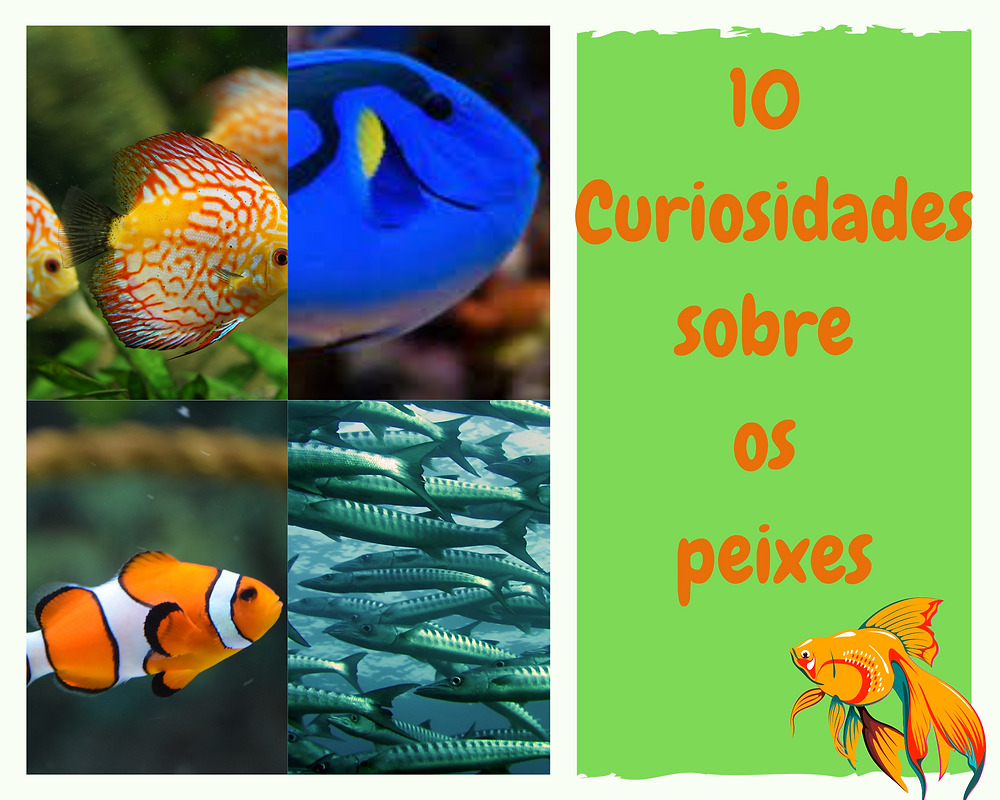 10 curiosidades sobre os peixes