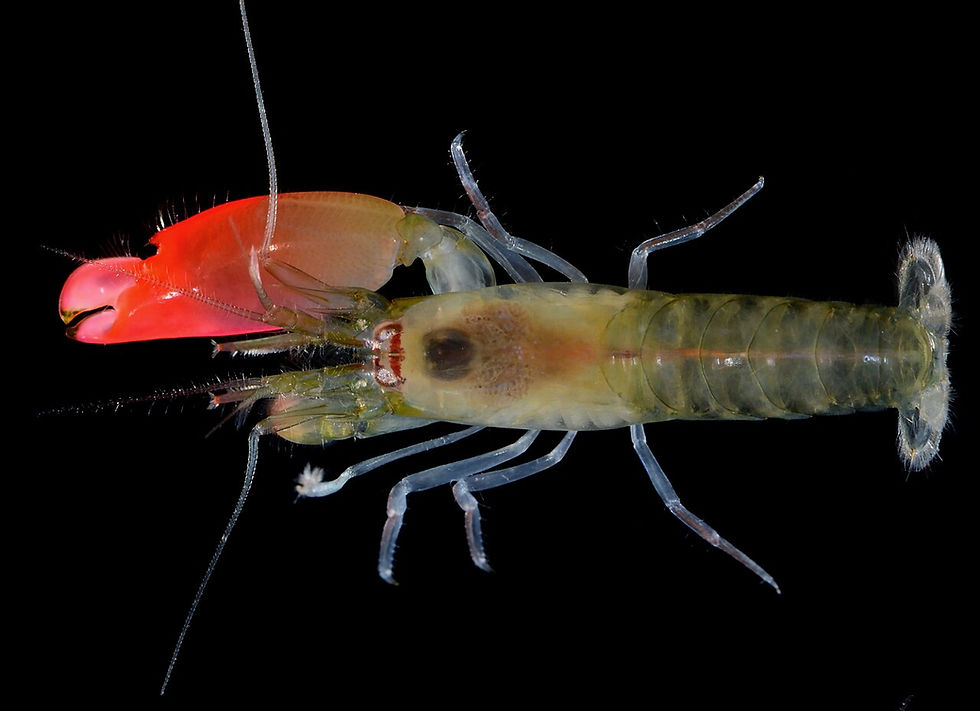 Synalpheus_pinkfloydi_(full_res)_by_Arthur_Anker.jpg