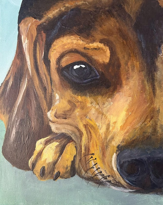 brown dog face