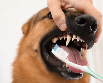 Teeth Cleaning