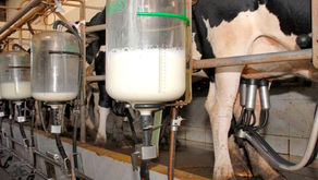 Custo de produção do leite subiu 2,89% em maio, segundo Embrapa