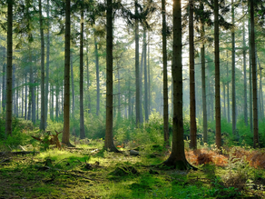 ¿Qué es la Gestión de Ecosistemas?