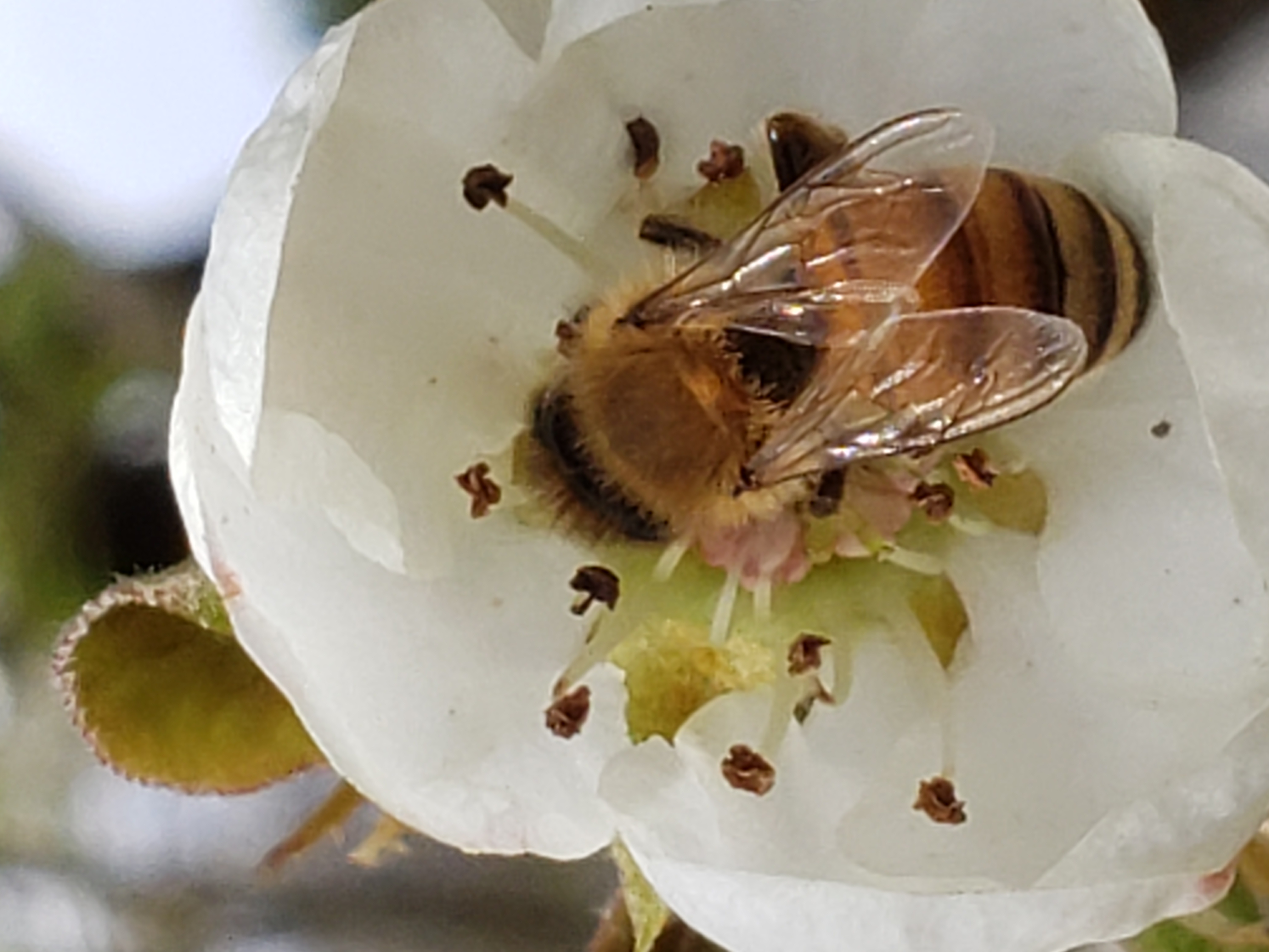 Bee on pear angle