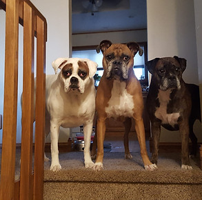 The Girls.jpg