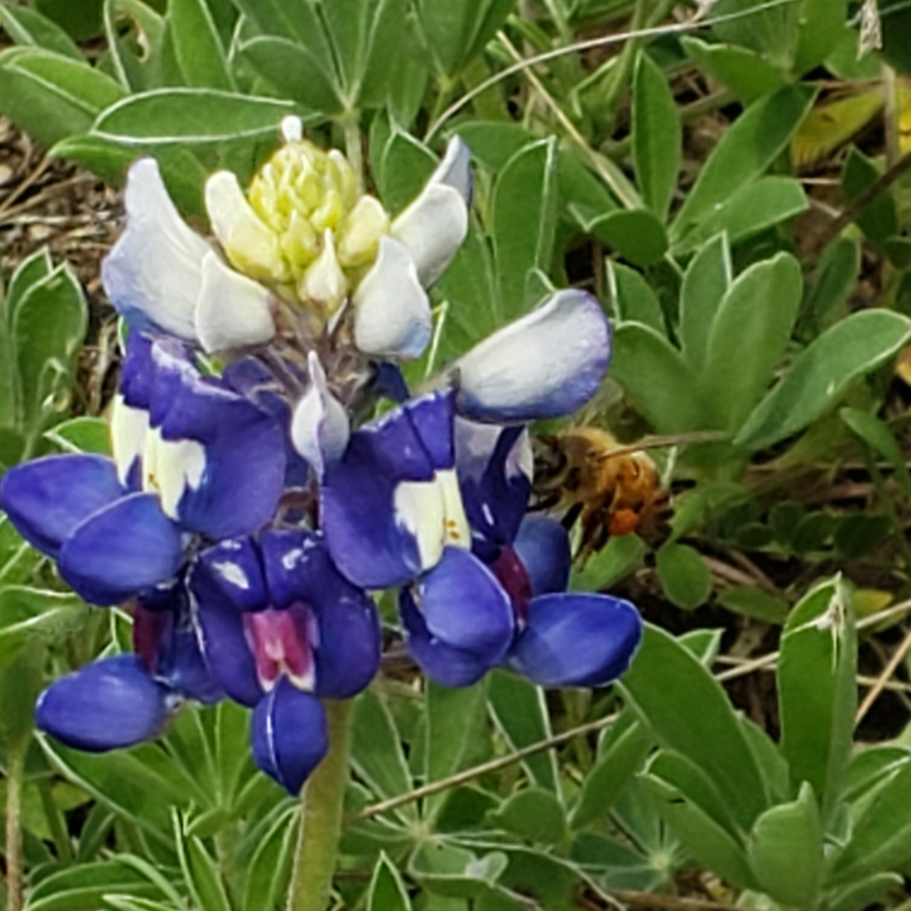 Bee on a Bluebonnet