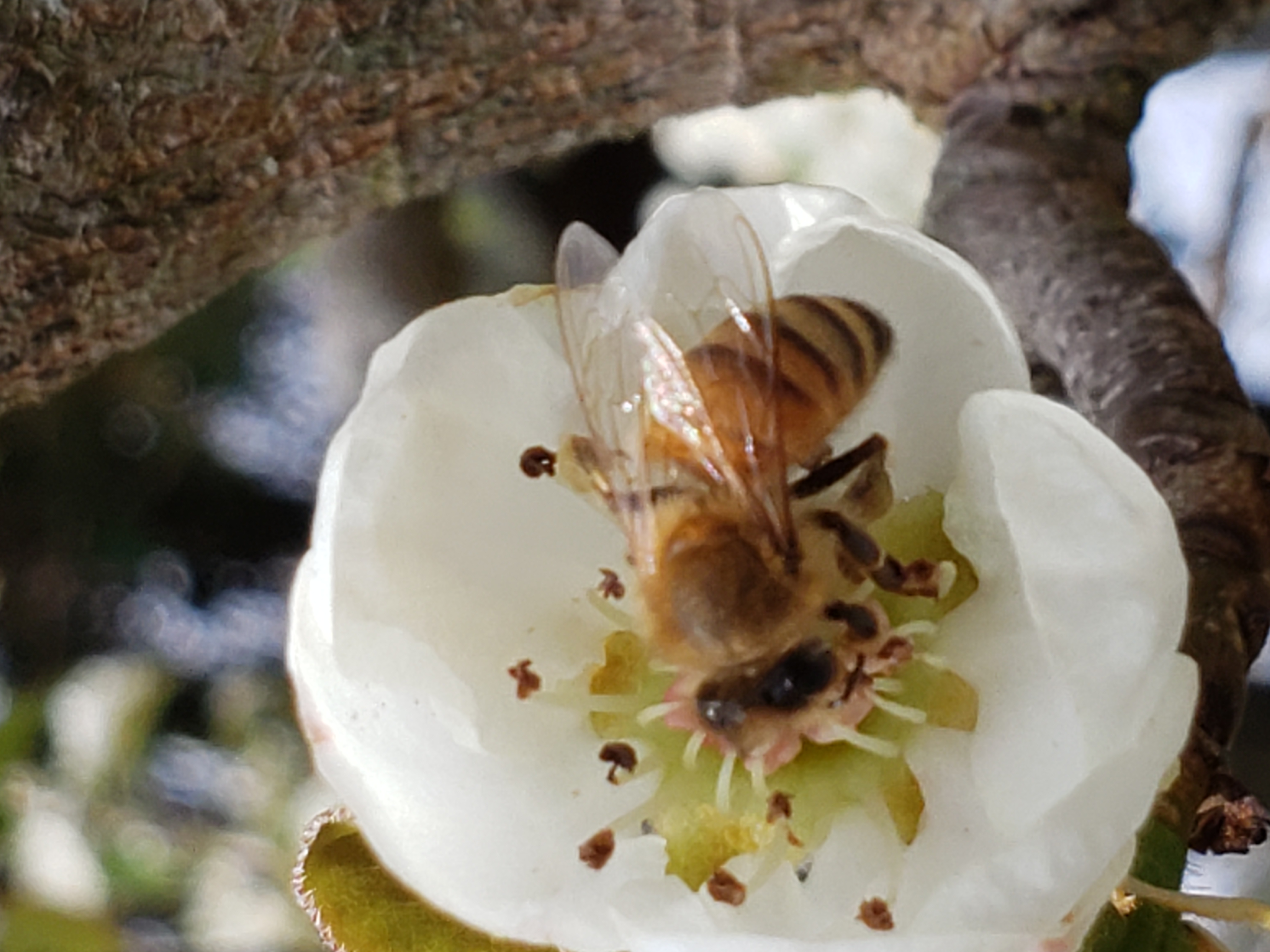 Bee on pear sideways