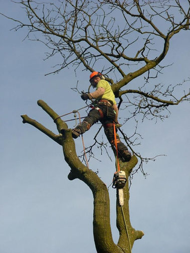 treesurgeonpreston2.jpg