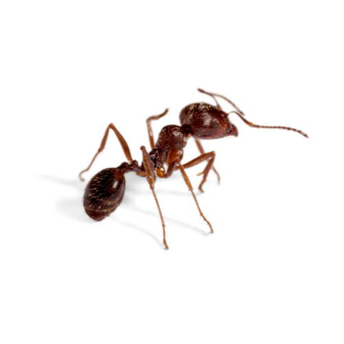 Ants (2).png