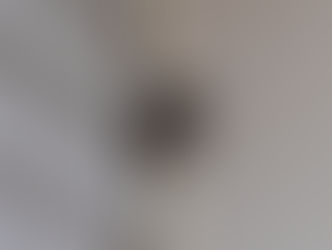 蜂の巣を発見!自力で駆除!