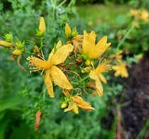 Johanniskraut Foto.jfif