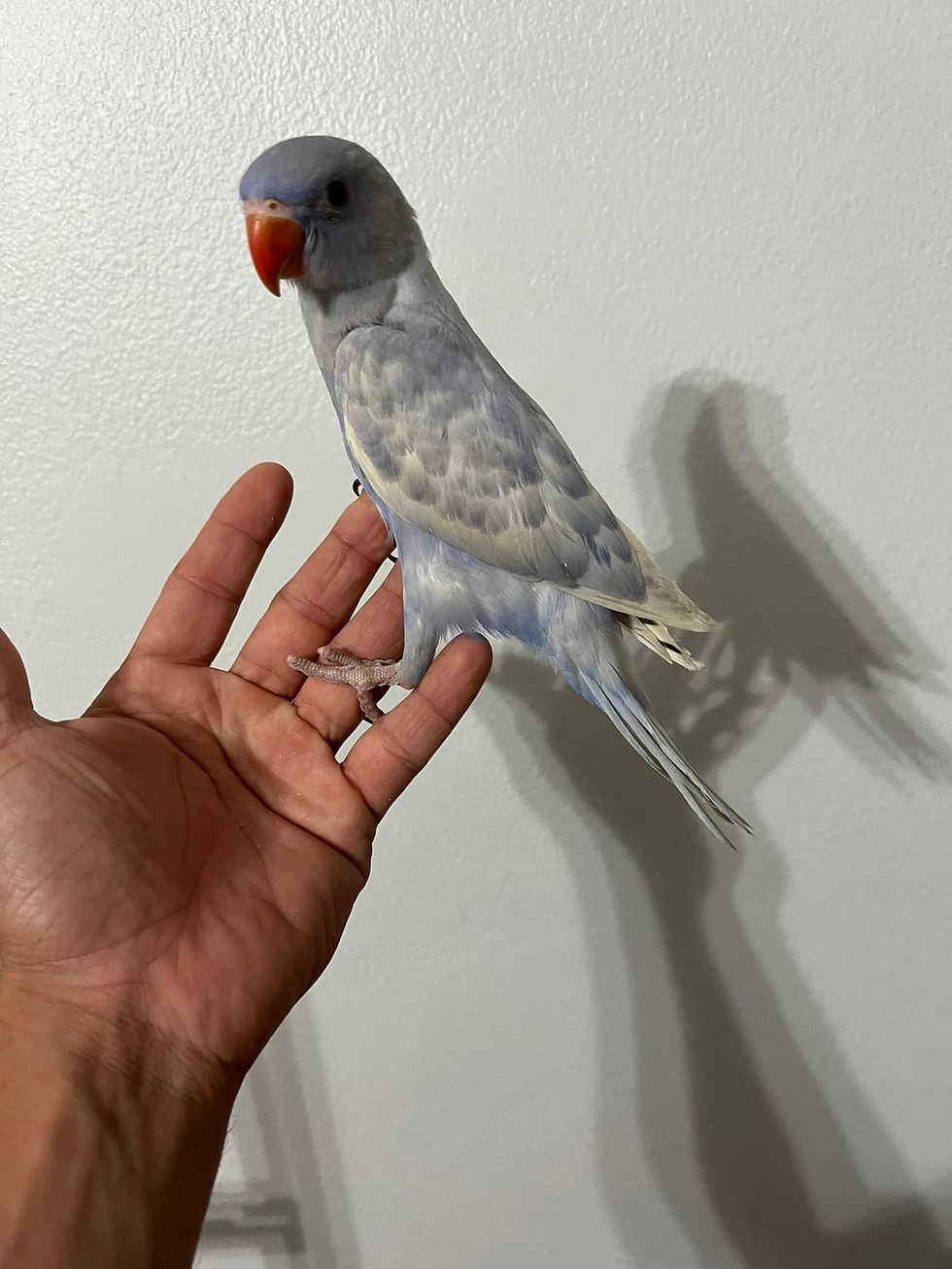 Thumbnail: Indian Ringneck 