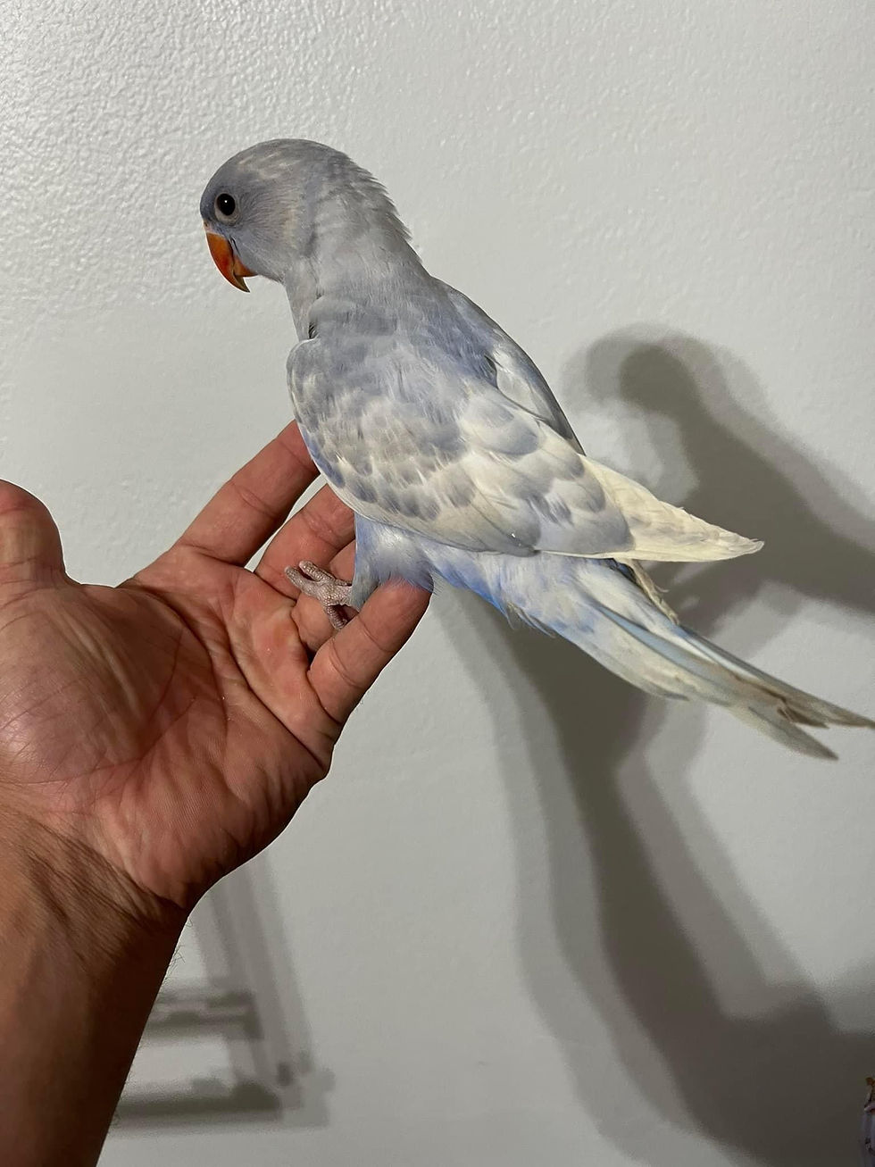 Thumbnail: Indian Ringneck 