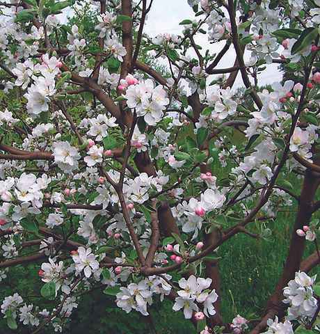apple tree bloom.jpg