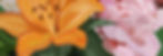 vanja_sefer_banner.jpg