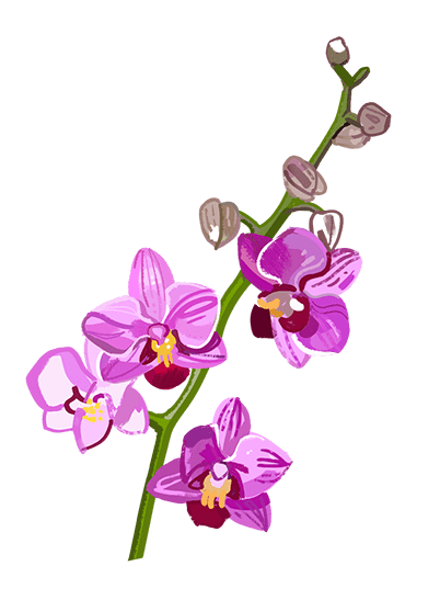 Orchid.png