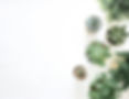 succulent plants representing resilience