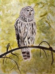 Barred Owl with treed background