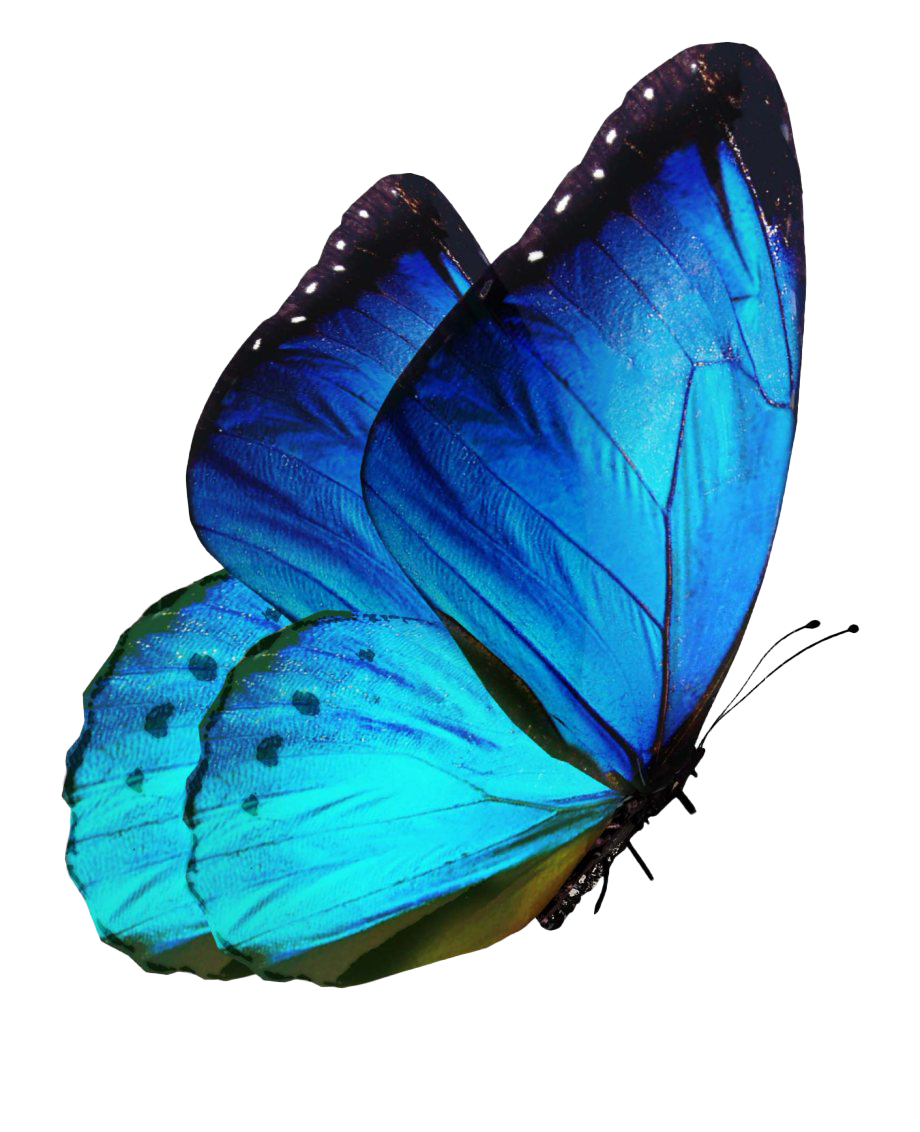 Rainbow-Butterfly-PNG-Transparent-Image.png