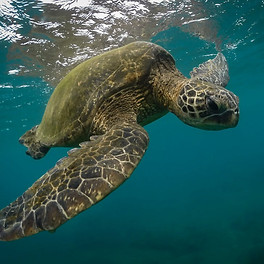 free-photo-of-close-up-of-a-green-sea-turtle-swimming-in-the-sea.jpg